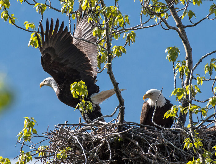 Raptor Bird Rescue Alaska Raptor Bird Rescue Alaska