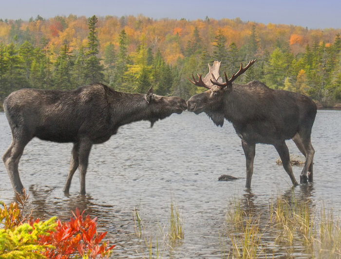 Alaska Moose Rescue Alaska Moose Rescue