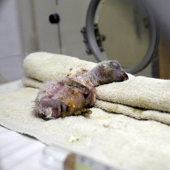 Alaska Wildlife Rescue Financial Donations