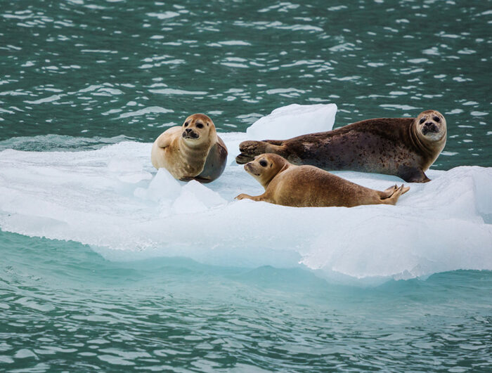 Marine Mammal Rescue Alaska