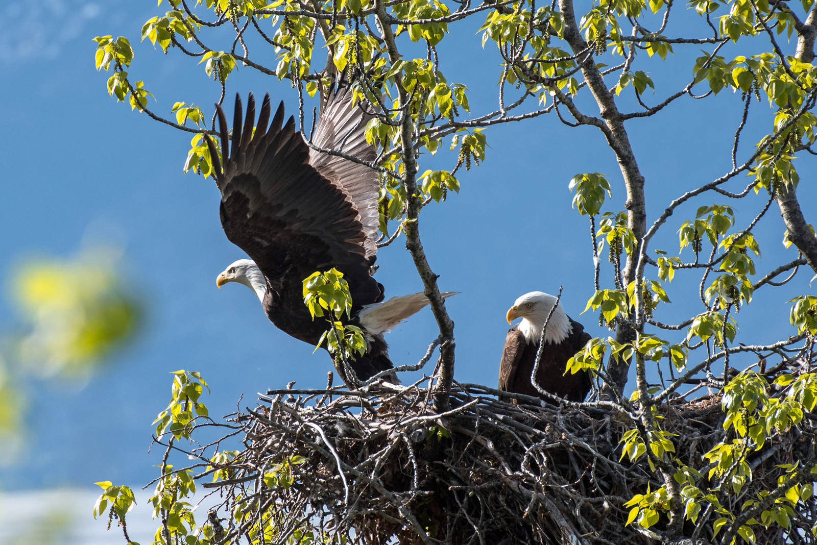 Alaska Wildlife Rescue - Alaska Wildlife Rescue