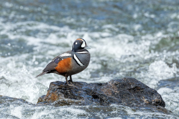 Harlequin Duck