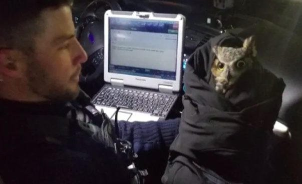 cop owl rescue