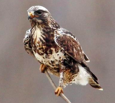 Screen Shot 2019-11-07 at 11.40.36 AM