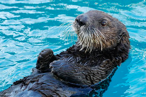 sea otter