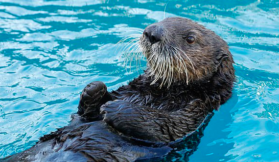 Pair of Alaskan Sea Otters Traveling to UK to Protect Their Endangered  Species - Alaska Wildlife Rescue
