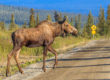 Alaska Wildlife Rescue Moose Awareness Project