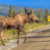 Alaska Wildlife Rescue Moose Awareness Project